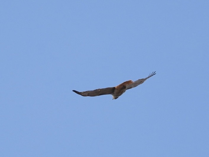 Red-tailed Hawk - Rosanne Petrich