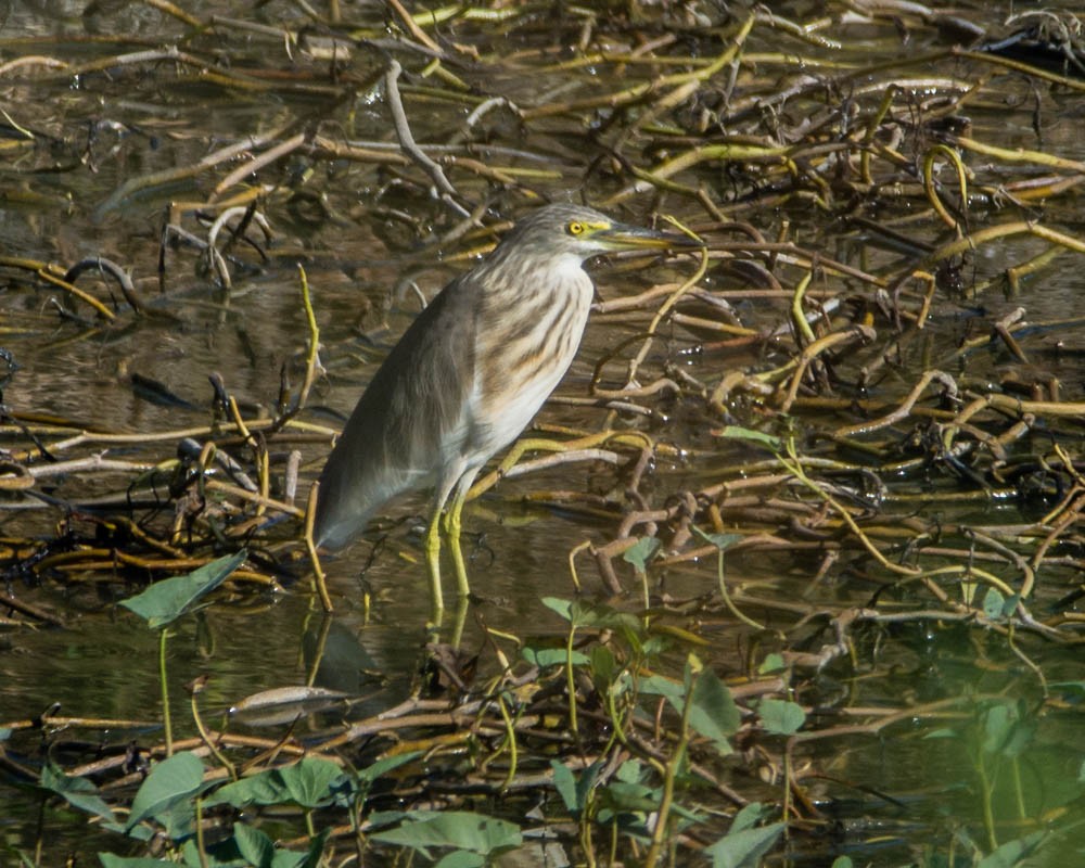 Javan Pond-Heron - ML616088193