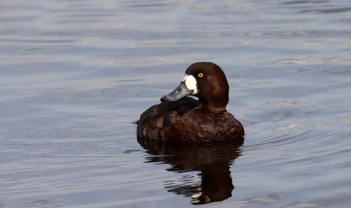 Greater Scaup - ML616088197