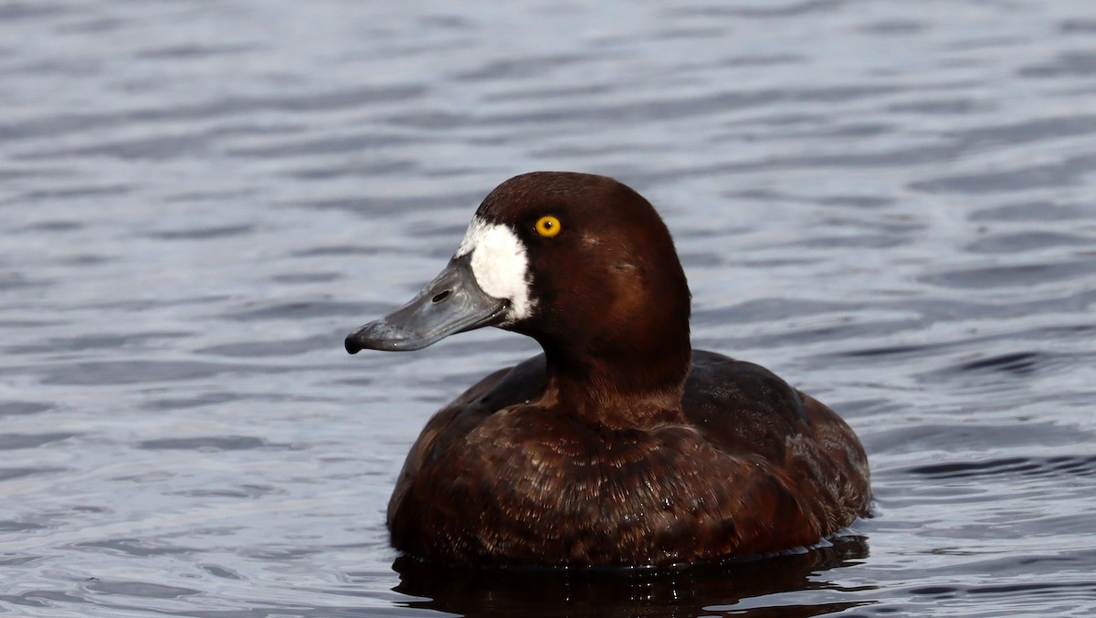 Greater Scaup - ML616088228