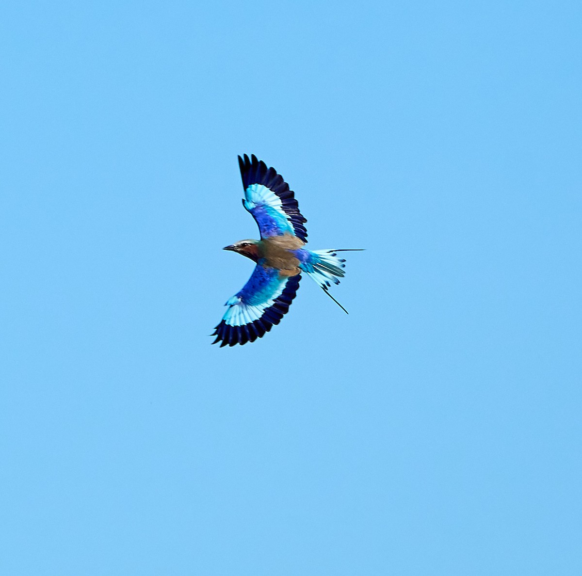 Lilac-breasted Roller - ML616088252