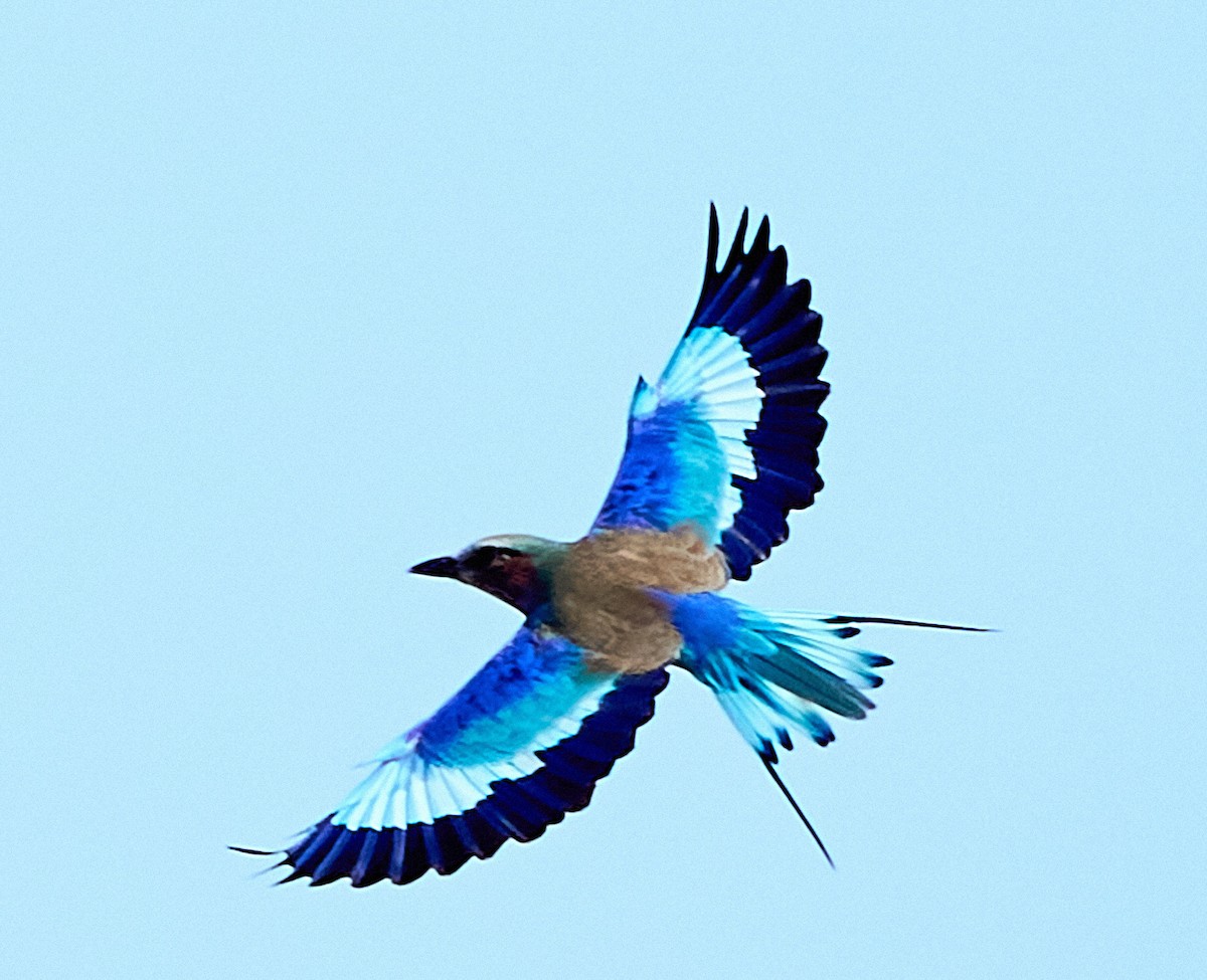 Lilac-breasted Roller - ML616088253