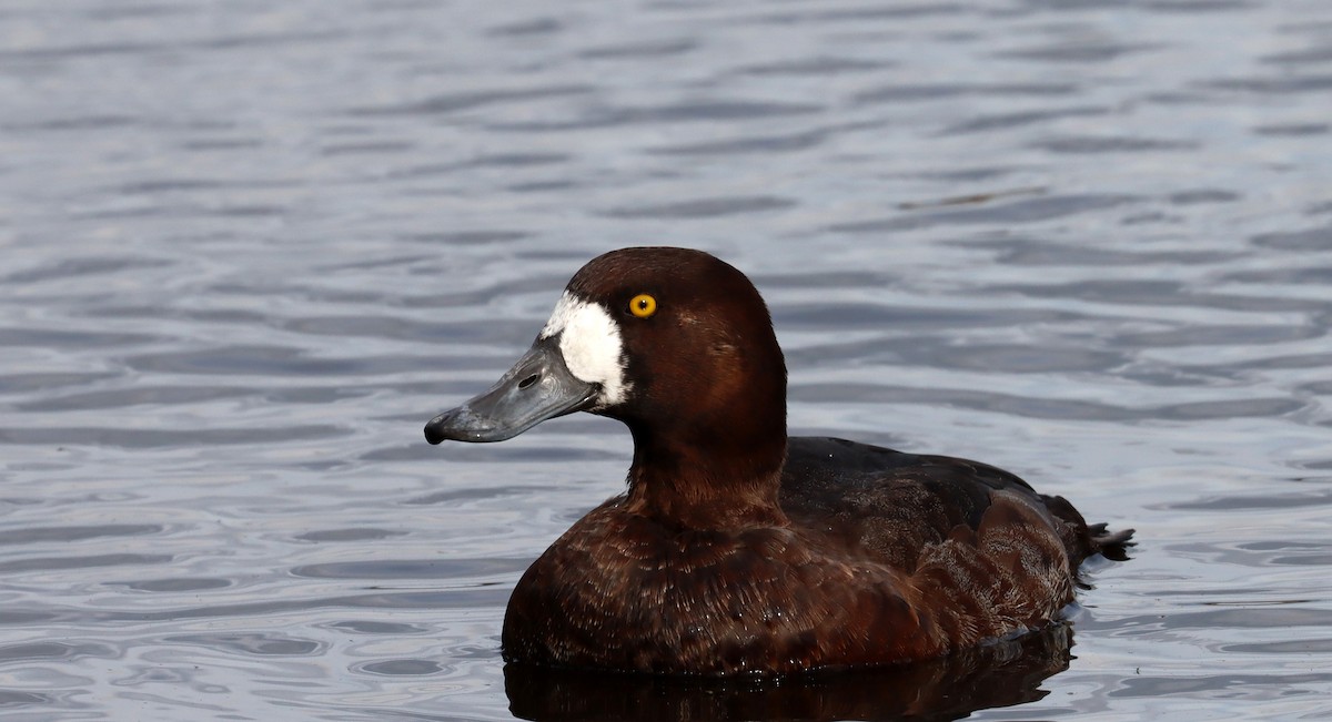 Greater Scaup - ML616088276