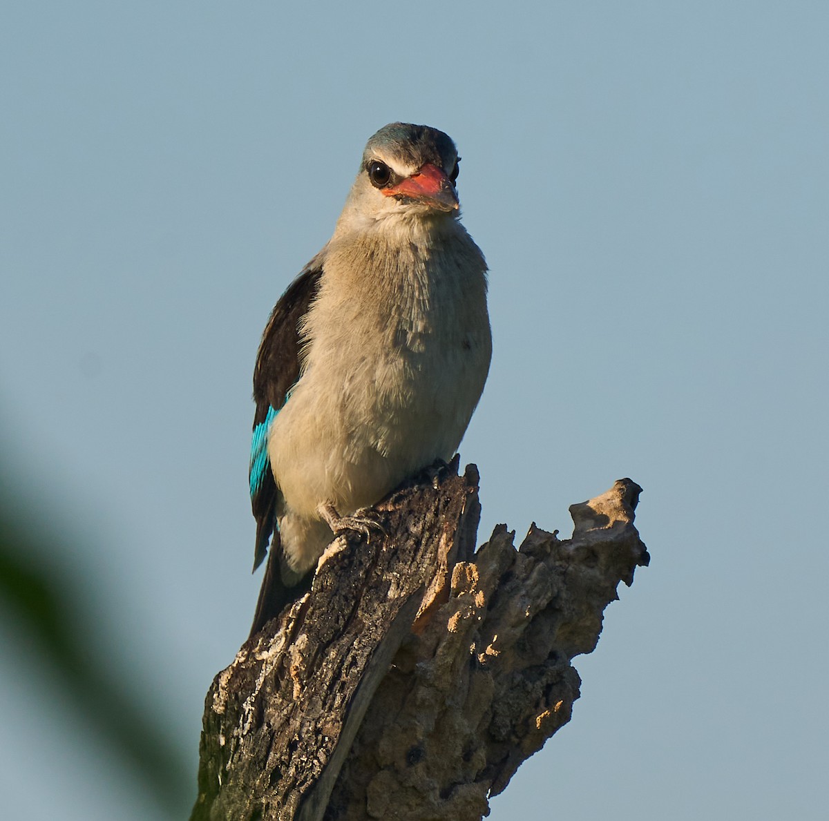 Woodland Kingfisher - ML616088277