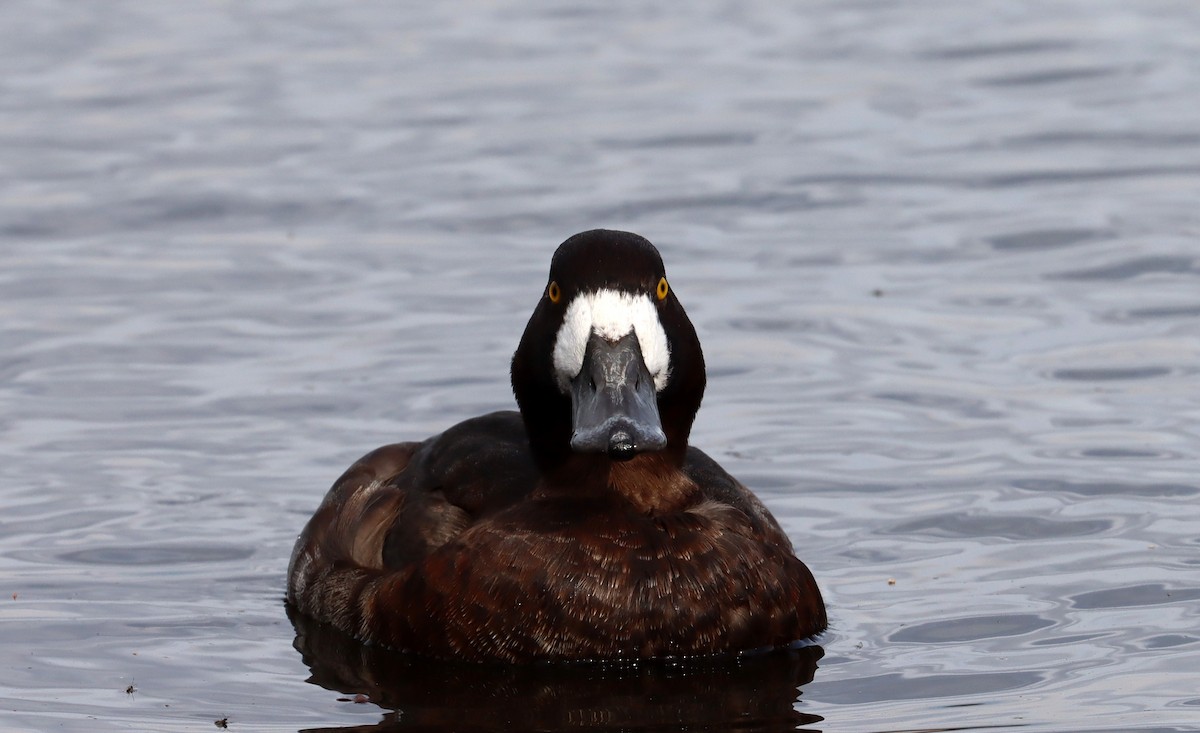 Greater Scaup - ML616088301