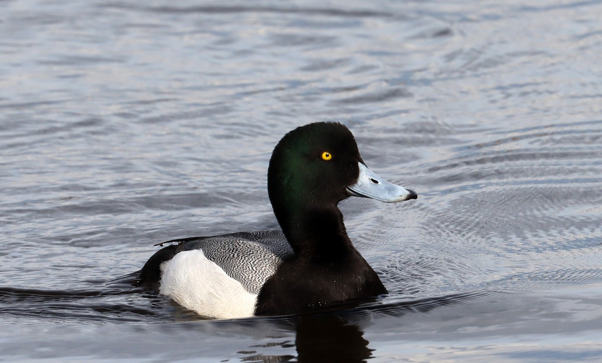 Greater Scaup - ML616088312