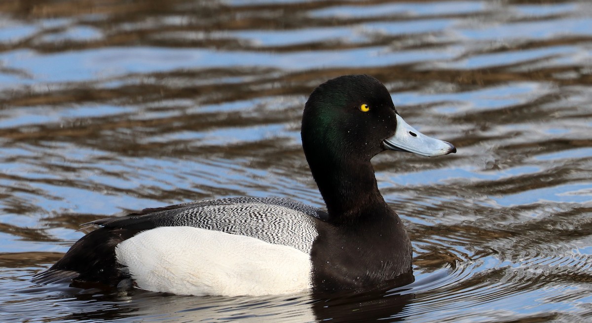 Greater Scaup - ML616088324