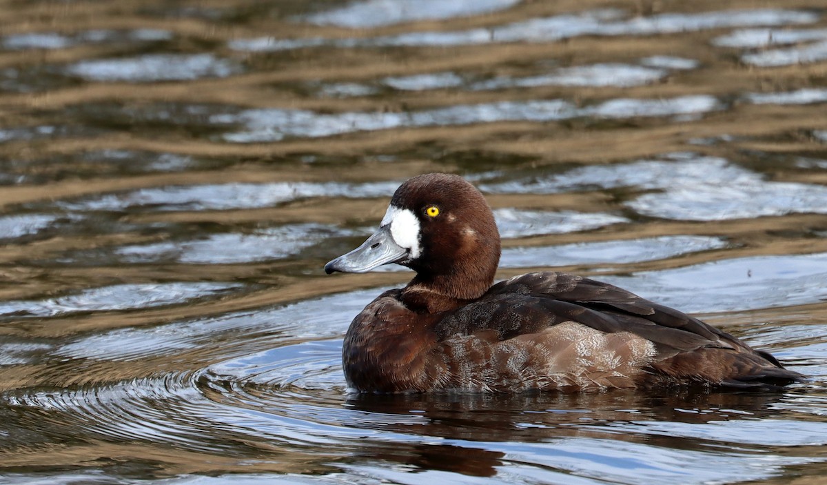 Greater Scaup - ML616088347