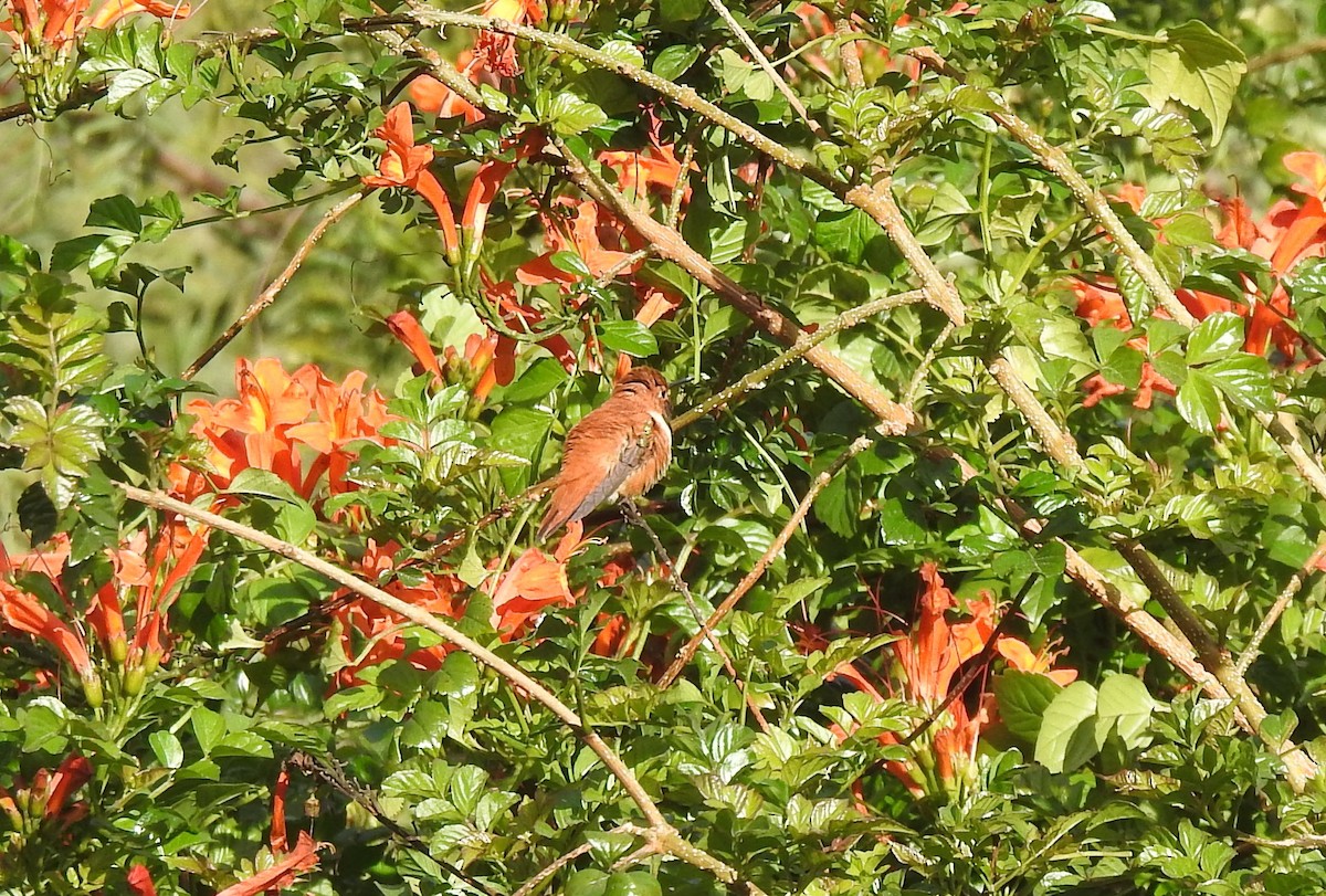 Rufous Hummingbird - ML616088383