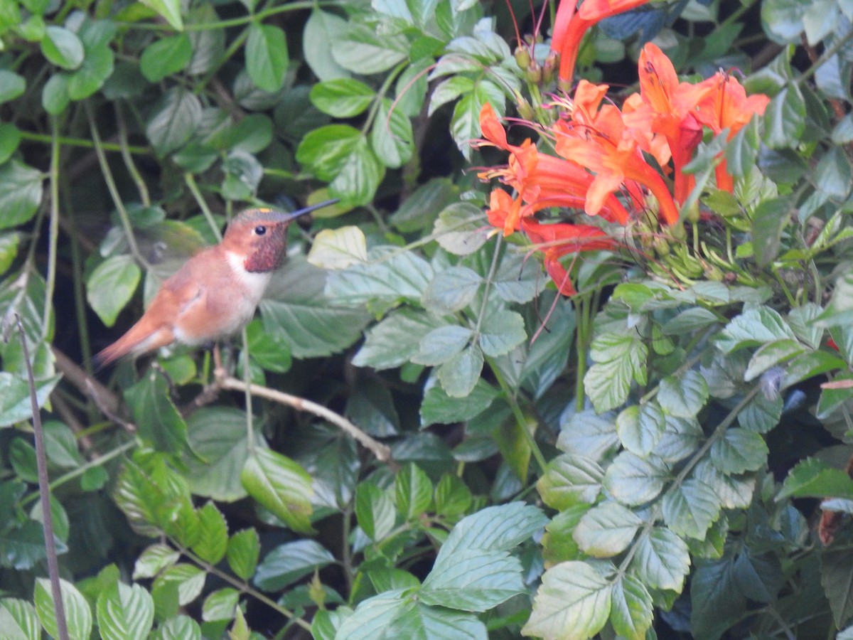 Rufous Hummingbird - Chris Dean
