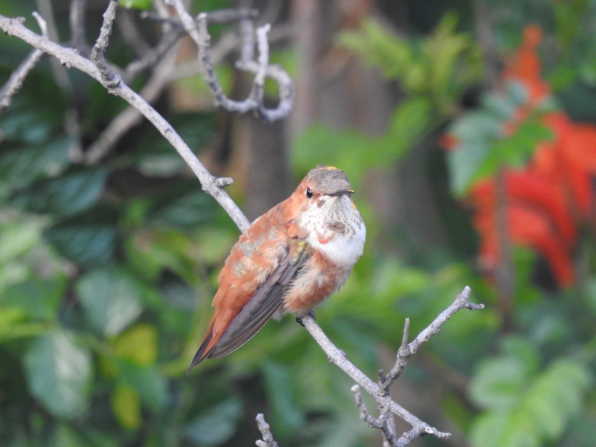 Rufous/Allen's Hummingbird - ML616088402