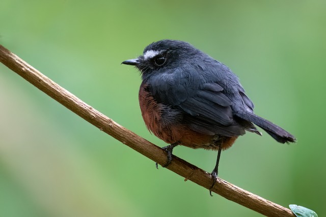 Chestnut-bellied Chat-Tyrant