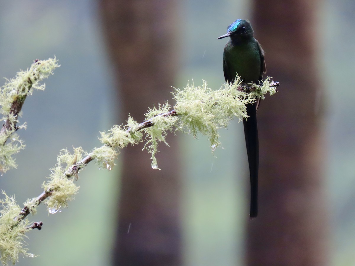 Long-tailed Sylph - ML616088472