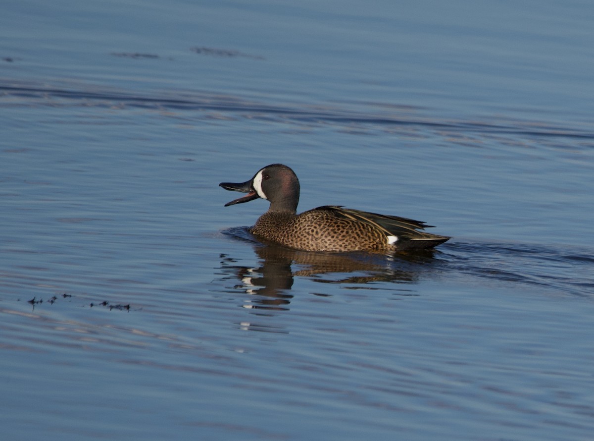 Blue-winged Teal - ML616088521