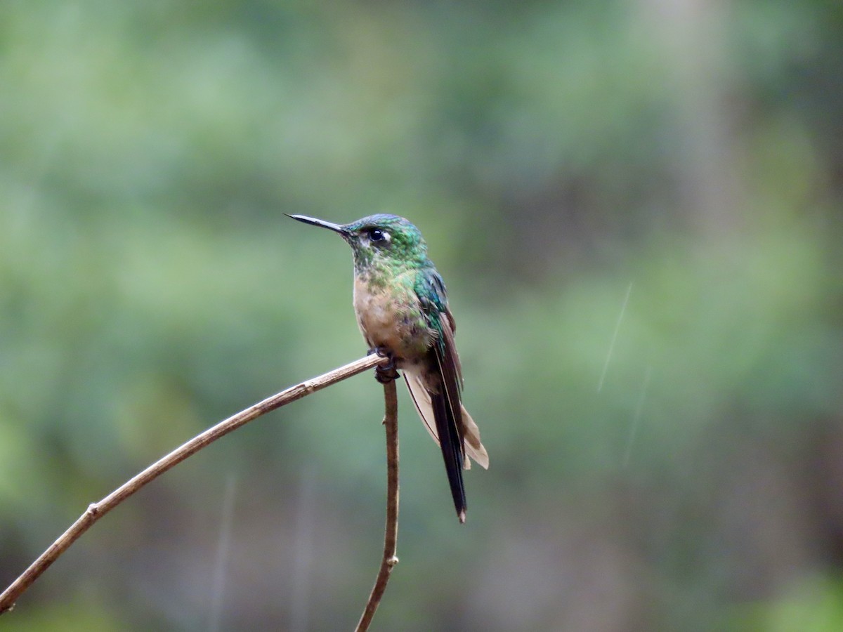 Long-tailed Sylph - ML616088660