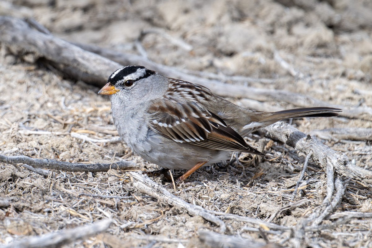 White-crowned Sparrow - ML616088663