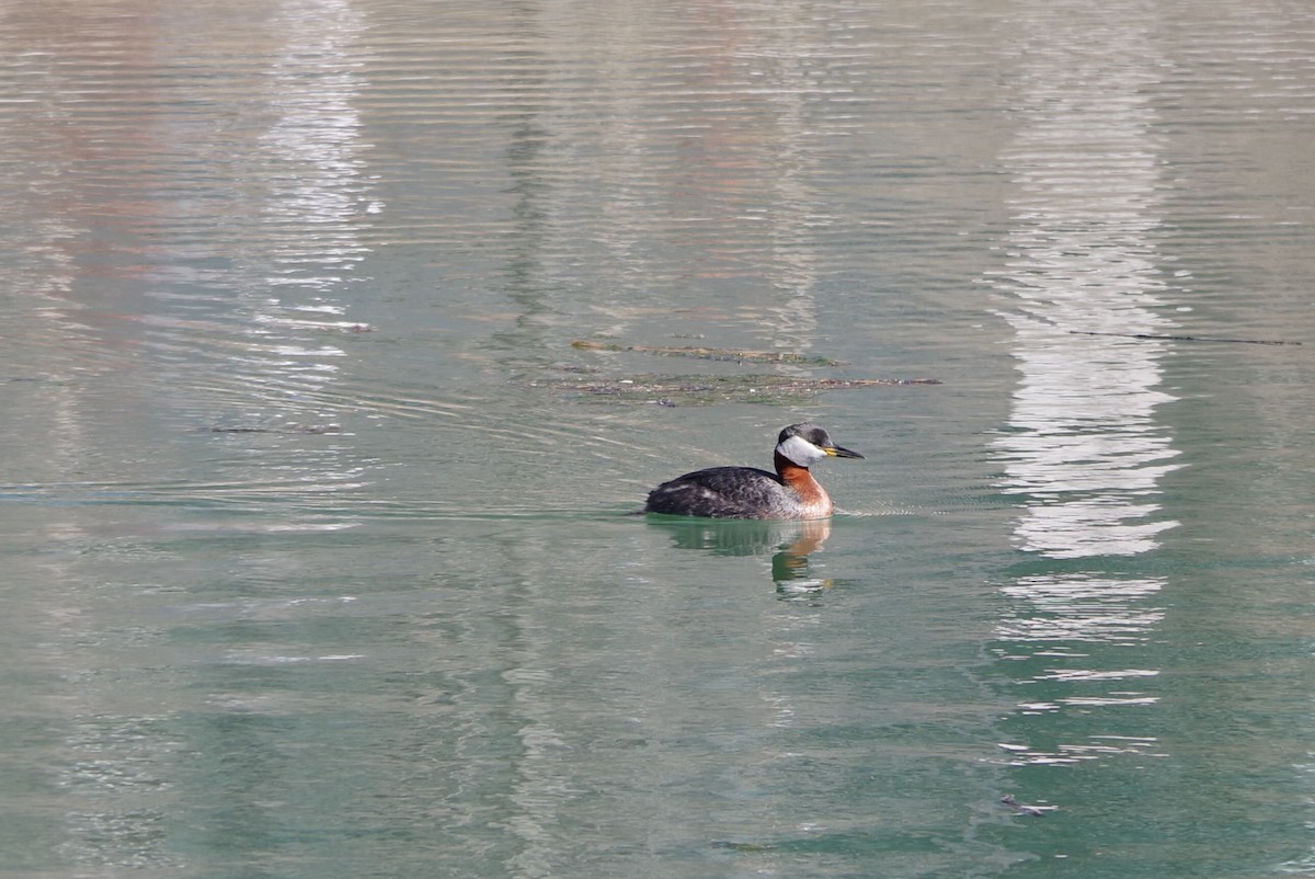 Red-necked Grebe - ML616088771