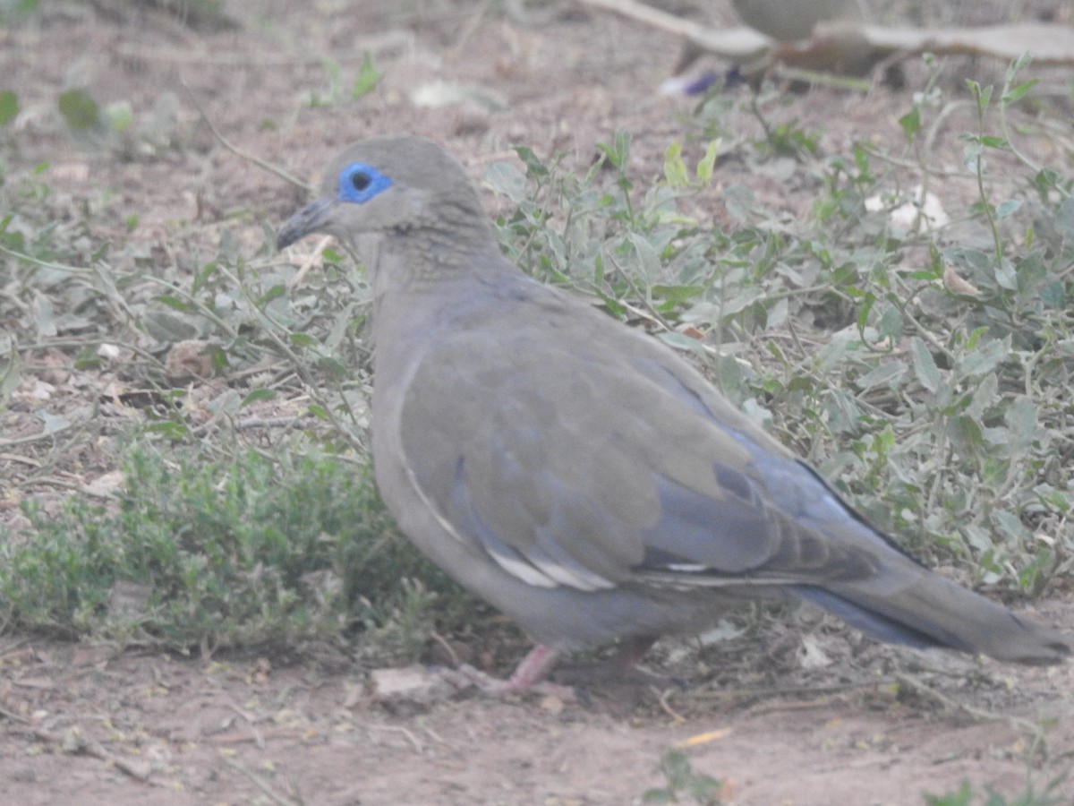 West Peruvian Dove - ML616088881