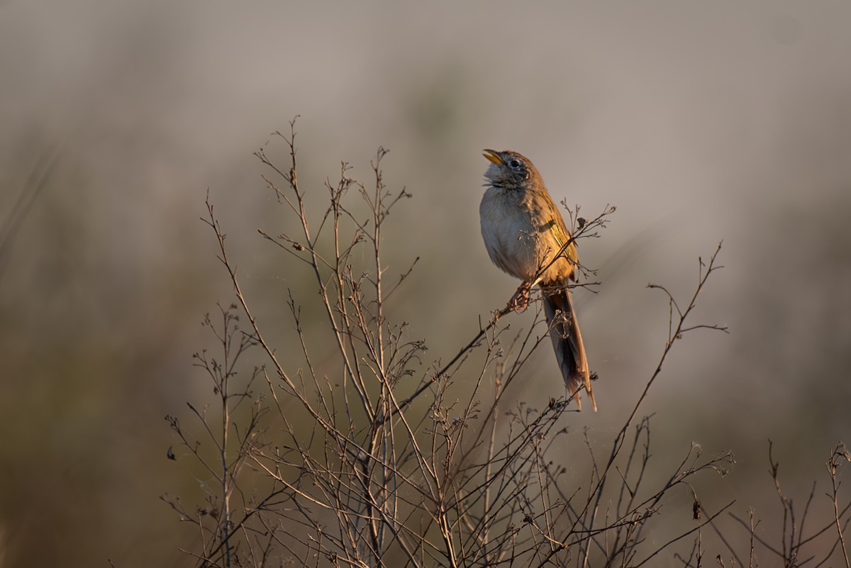 Wedge-tailed Grass-Finch - ML616088949