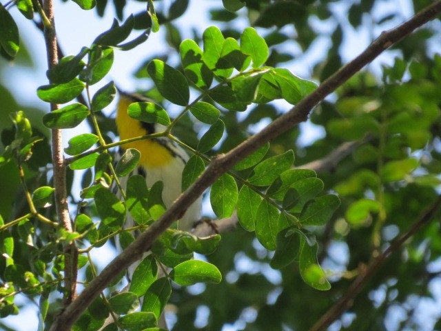 Yellow-throated Warbler - Lillian Russell