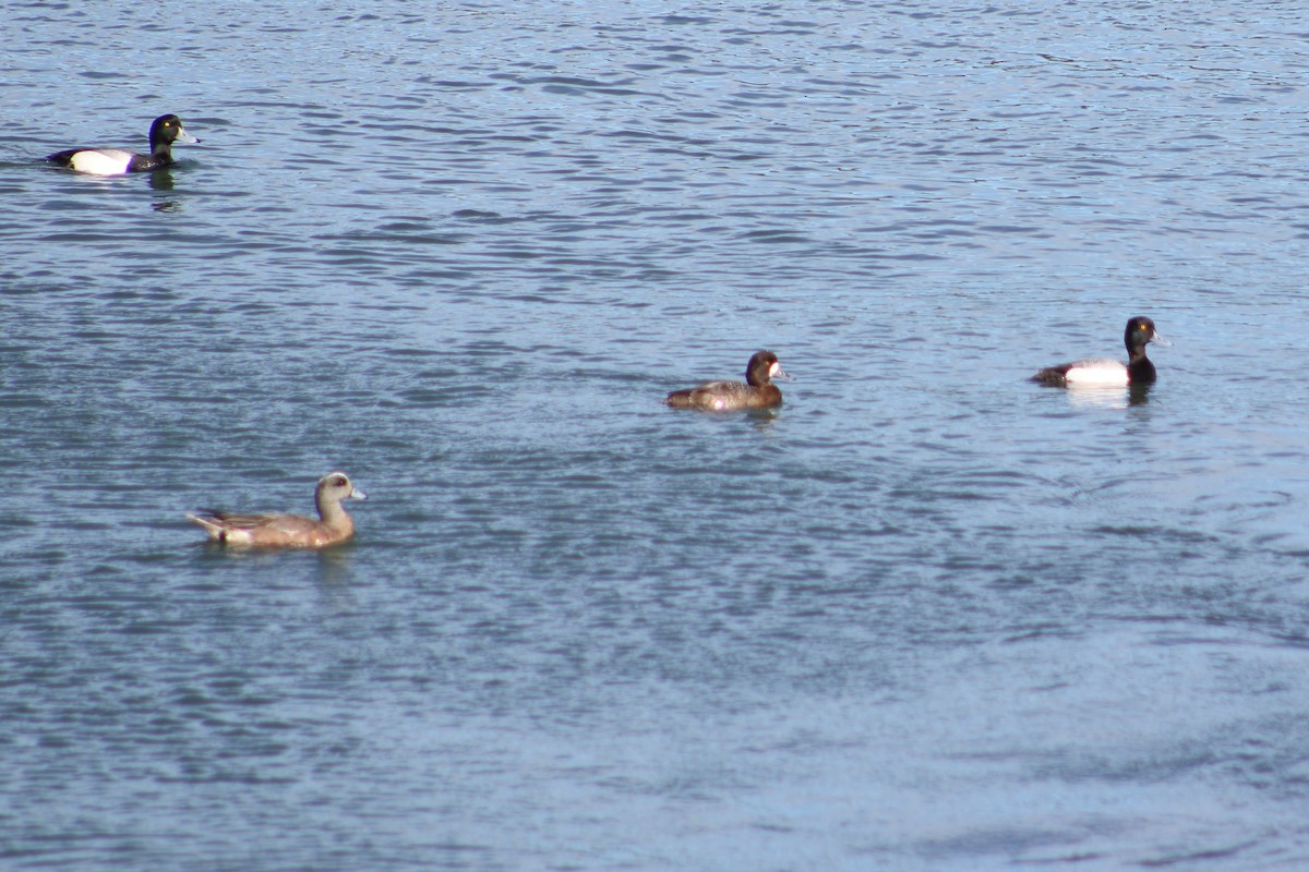 Greater Scaup - ML616089097