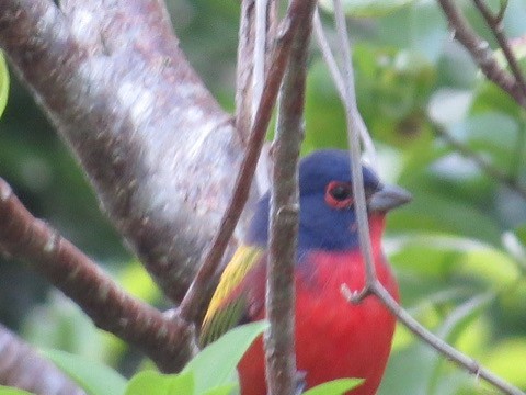 Painted Bunting - ML616089161