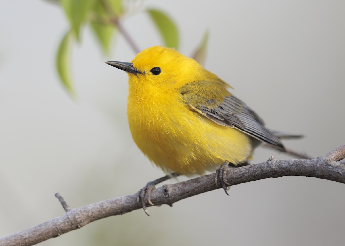 Prothonotary Warbler - ML616089169