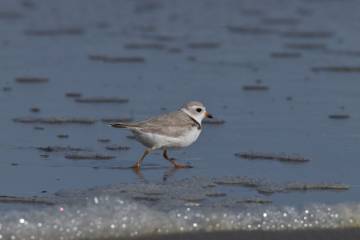 Piping Plover - ML616089272