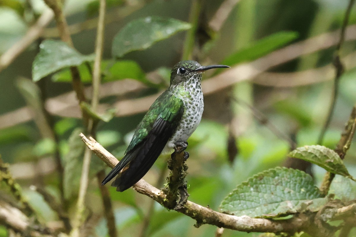 Many-spotted Hummingbird - ML616089291