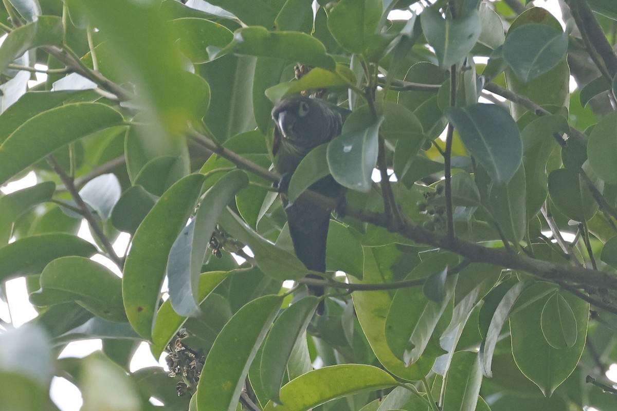 Maroon-tailed Parakeet - ML616089323