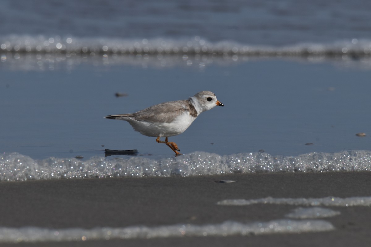 Piping Plover - ML616089331