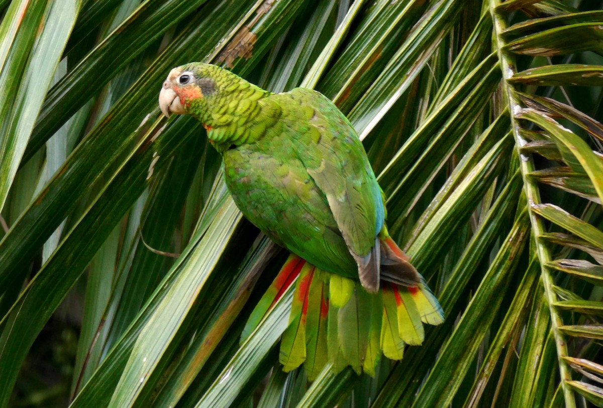Cuban Parrot - ML616089354