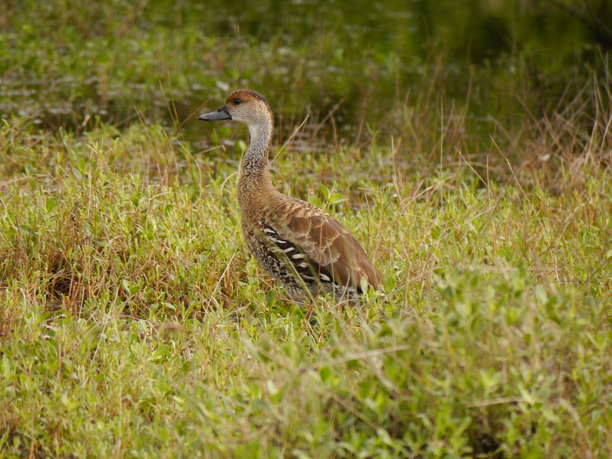 West Indian Whistling-Duck - ML616089389