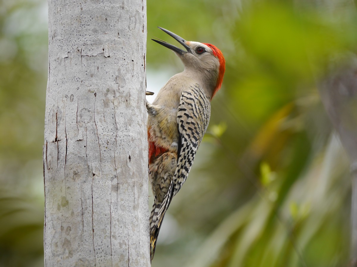 West Indian Woodpecker - ML616089398
