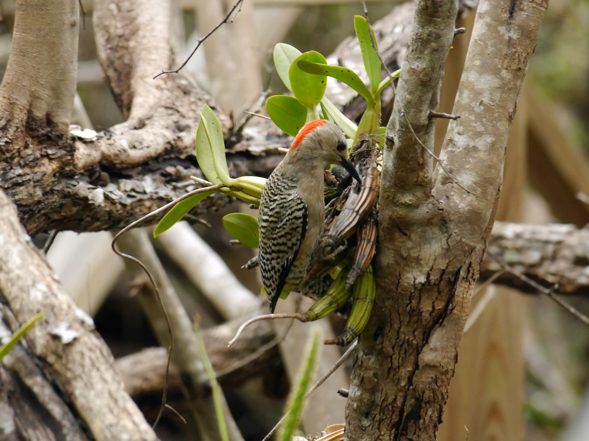 West Indian Woodpecker - ML616089399