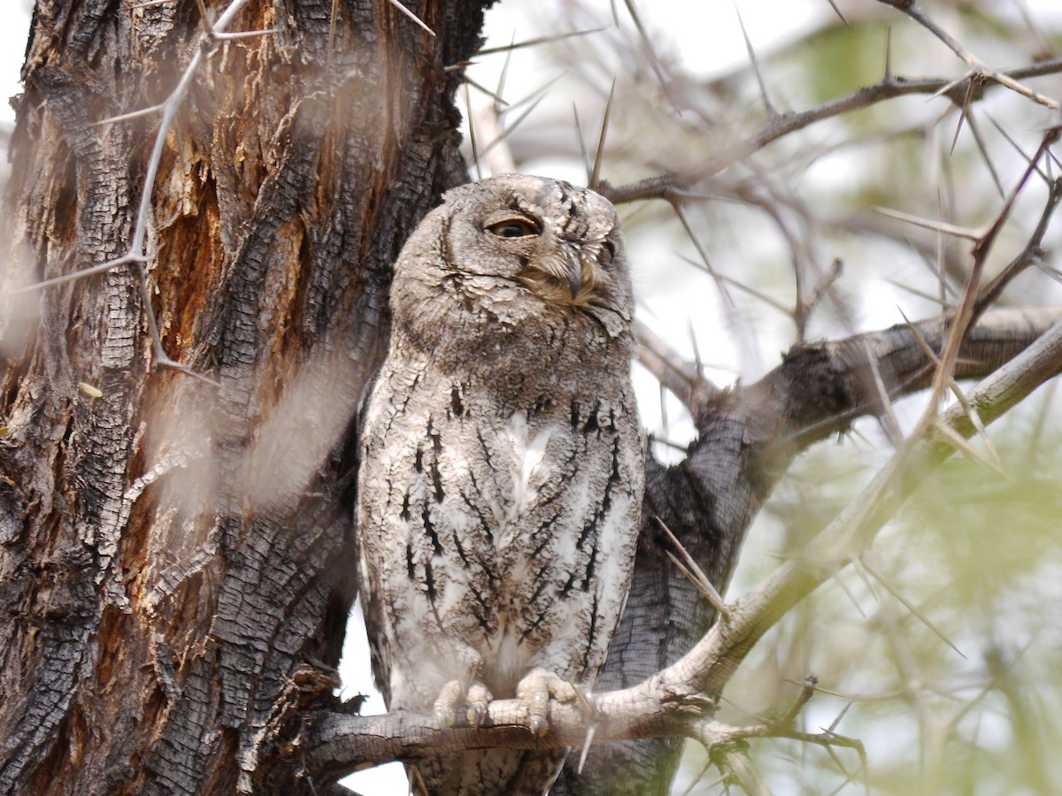 African Scops-Owl (African) - ML616089447
