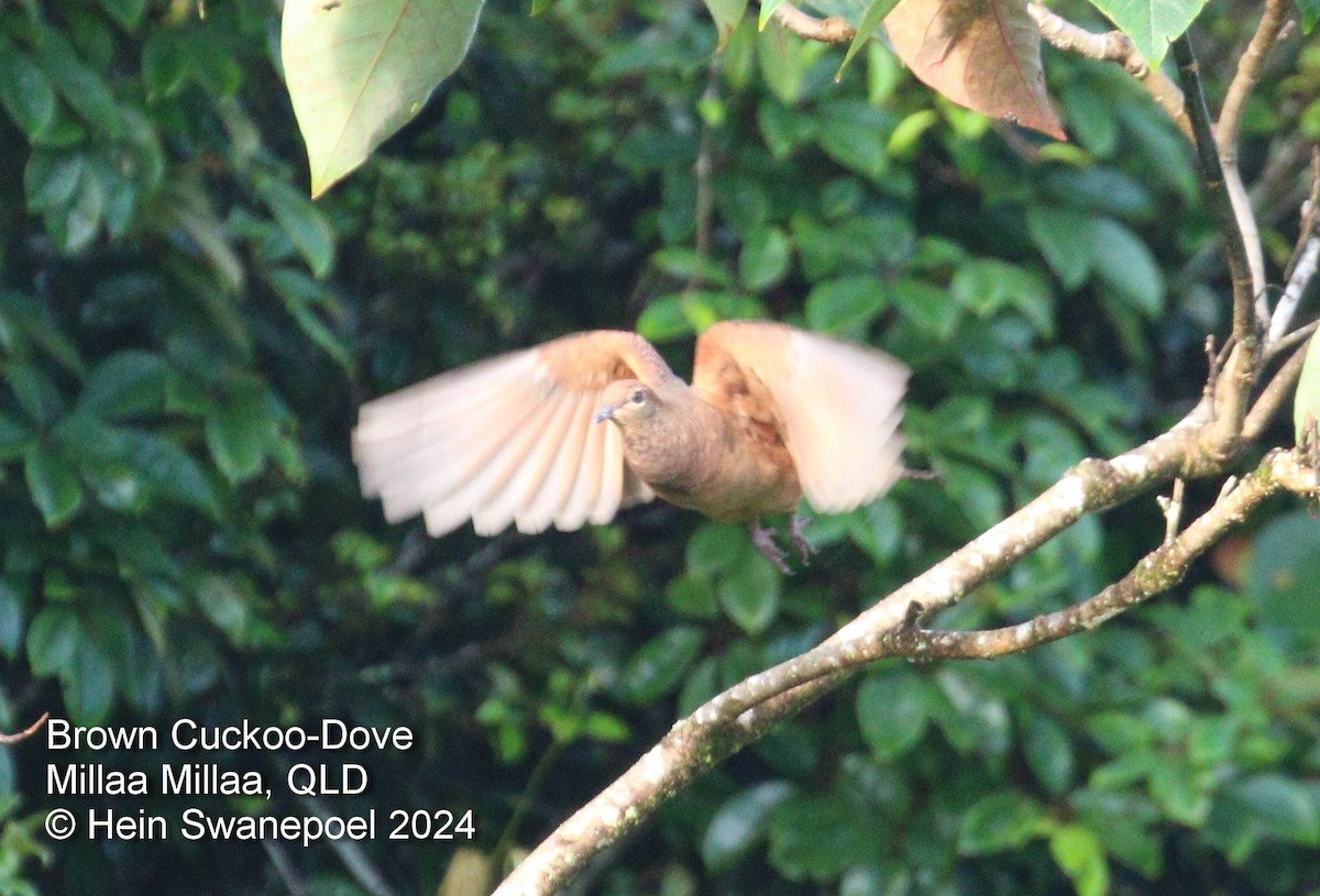 Brown Cuckoo-Dove - ML616089776
