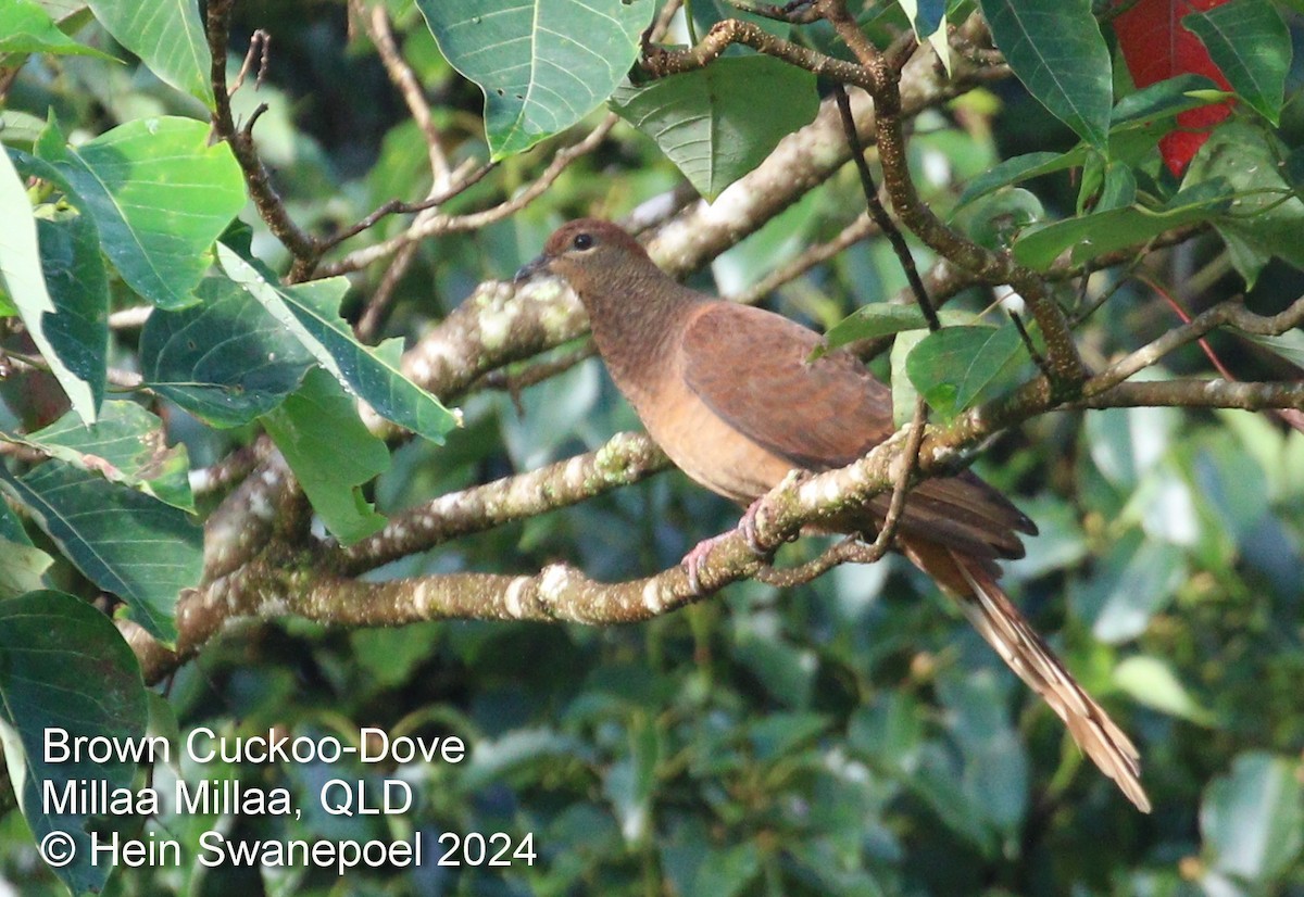 Brown Cuckoo-Dove - Hendrik Swanepoel