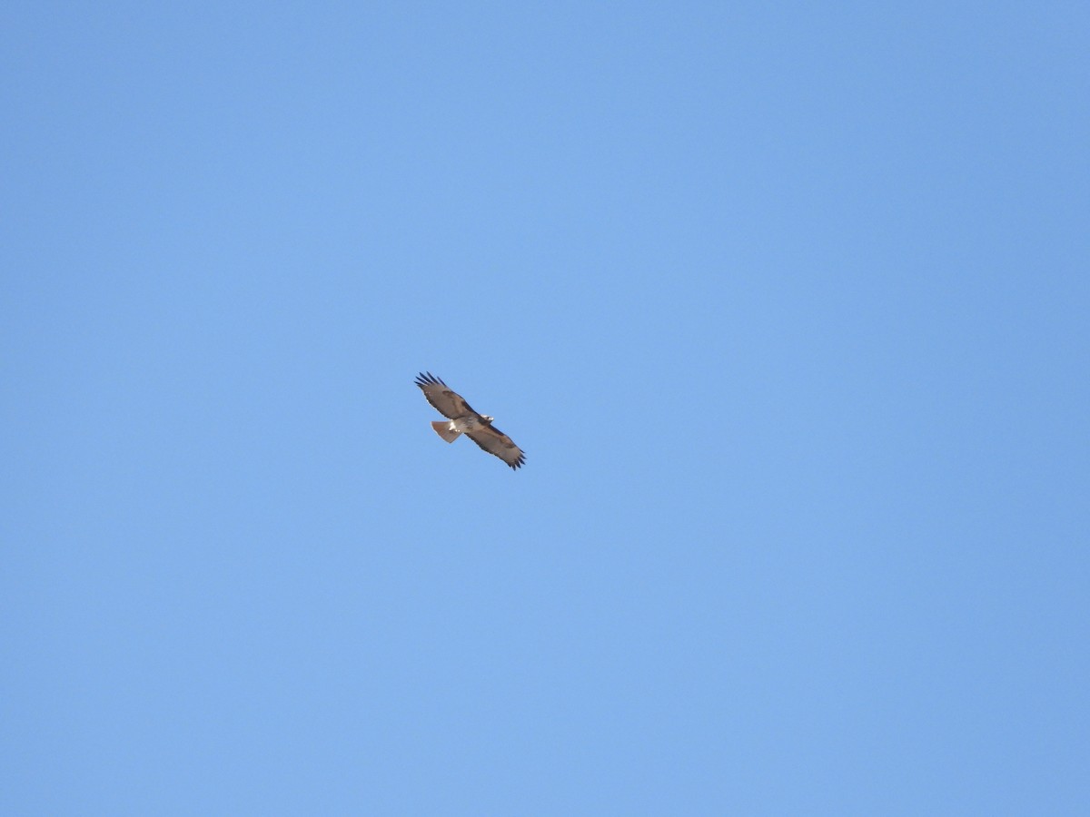 Red-tailed Hawk - ML616089979