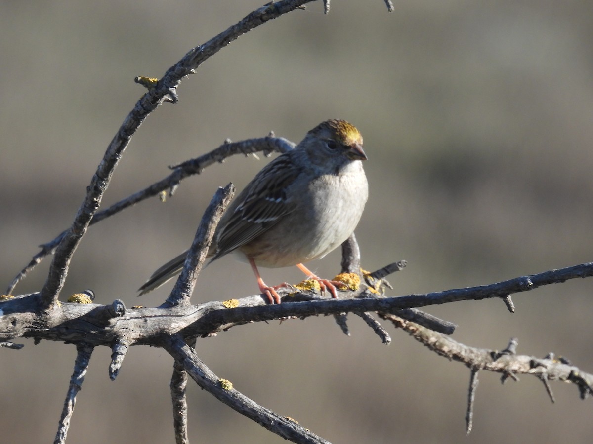 Golden-crowned Sparrow - ML616090010