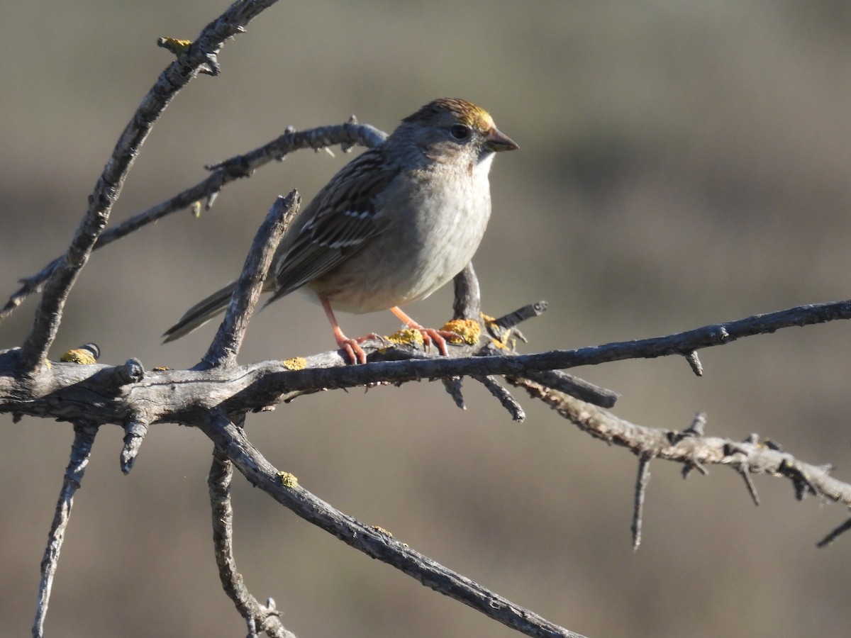 Golden-crowned Sparrow - ML616090011