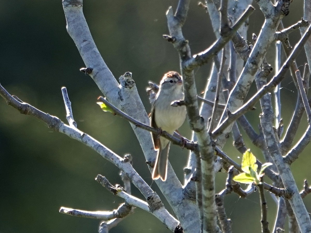 Chipping Sparrow - ML616090078