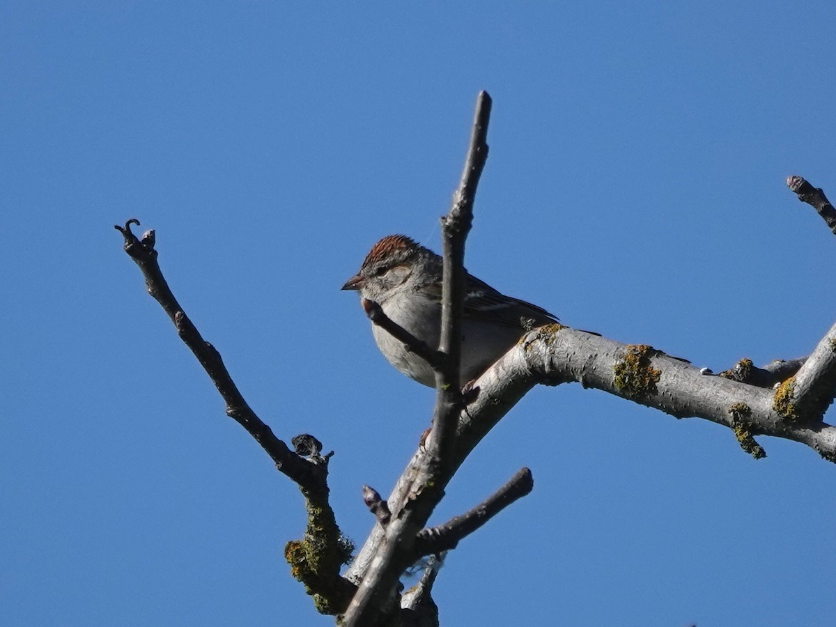 Chipping Sparrow - ML616090079