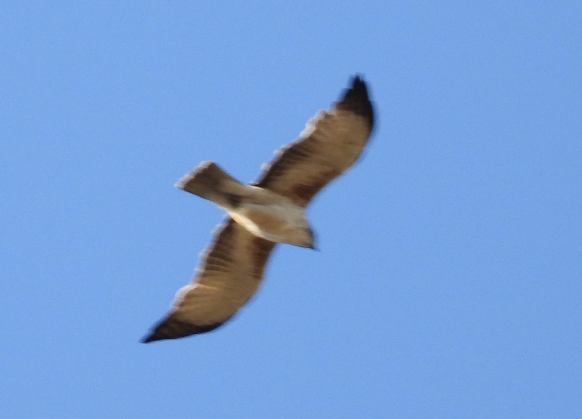 Австралийский орёл-карлик - ML616090088