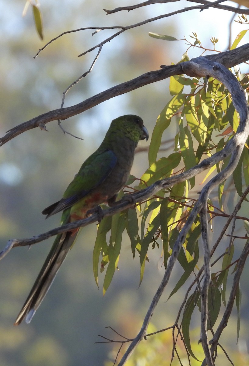 Red-capped Parrot - ML616090111