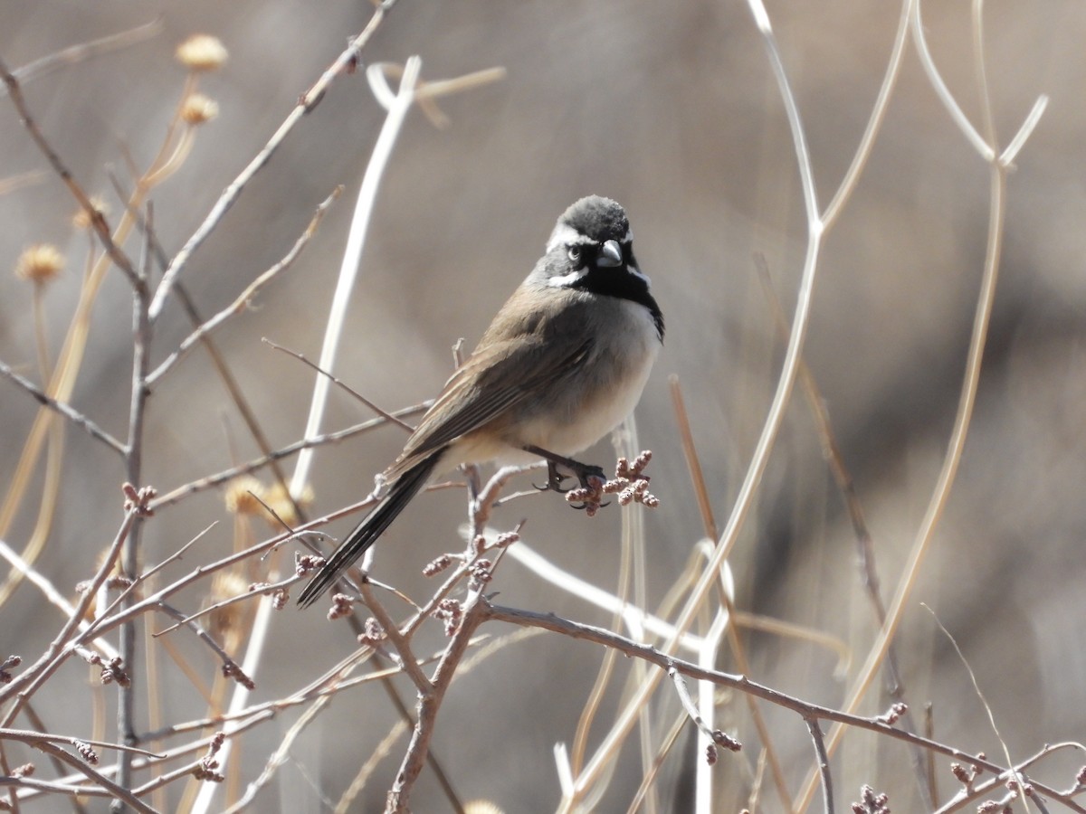 Black-throated Sparrow - ML616090184