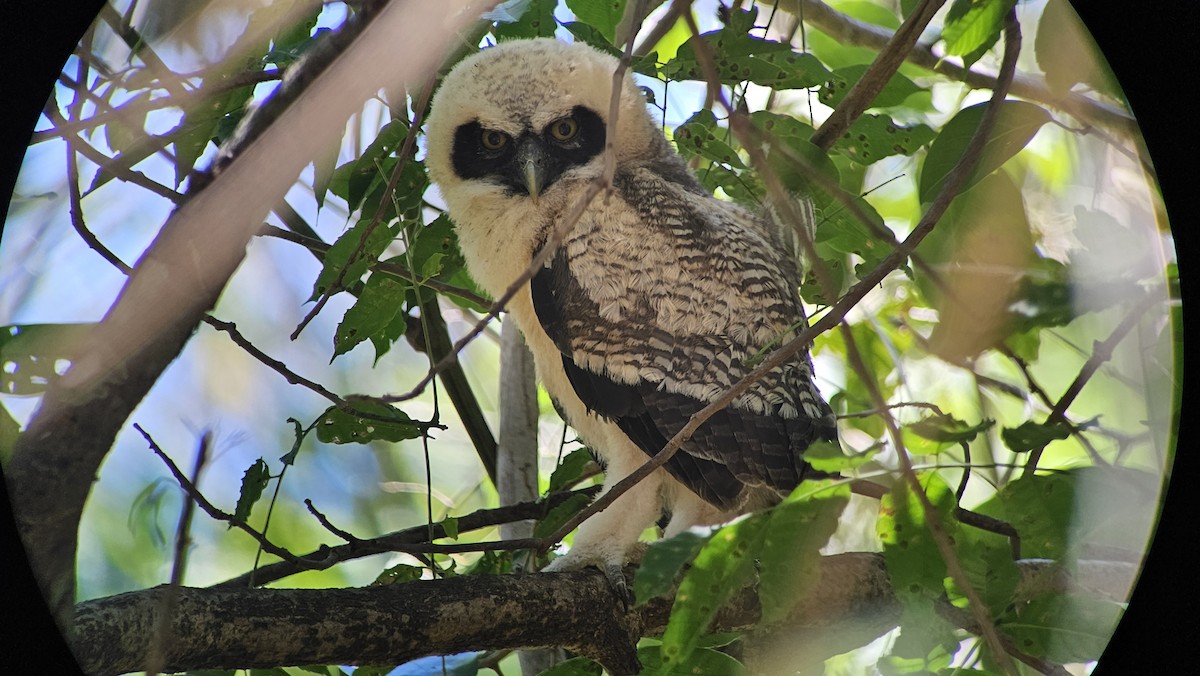 Spectacled Owl - ML616090230