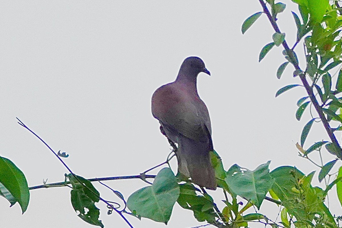 Pale-vented Pigeon - ML616090392