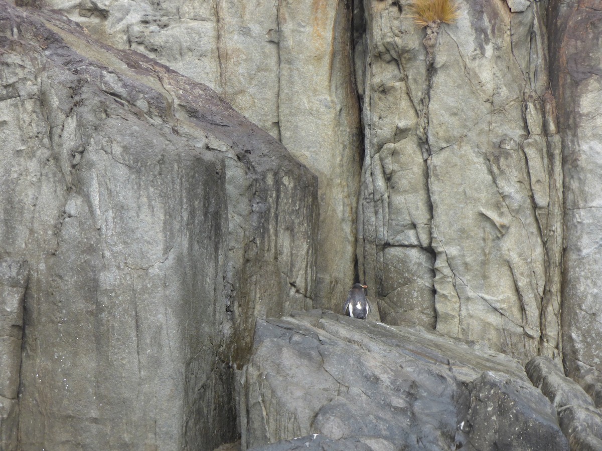Fiordland Penguin - ML616090421