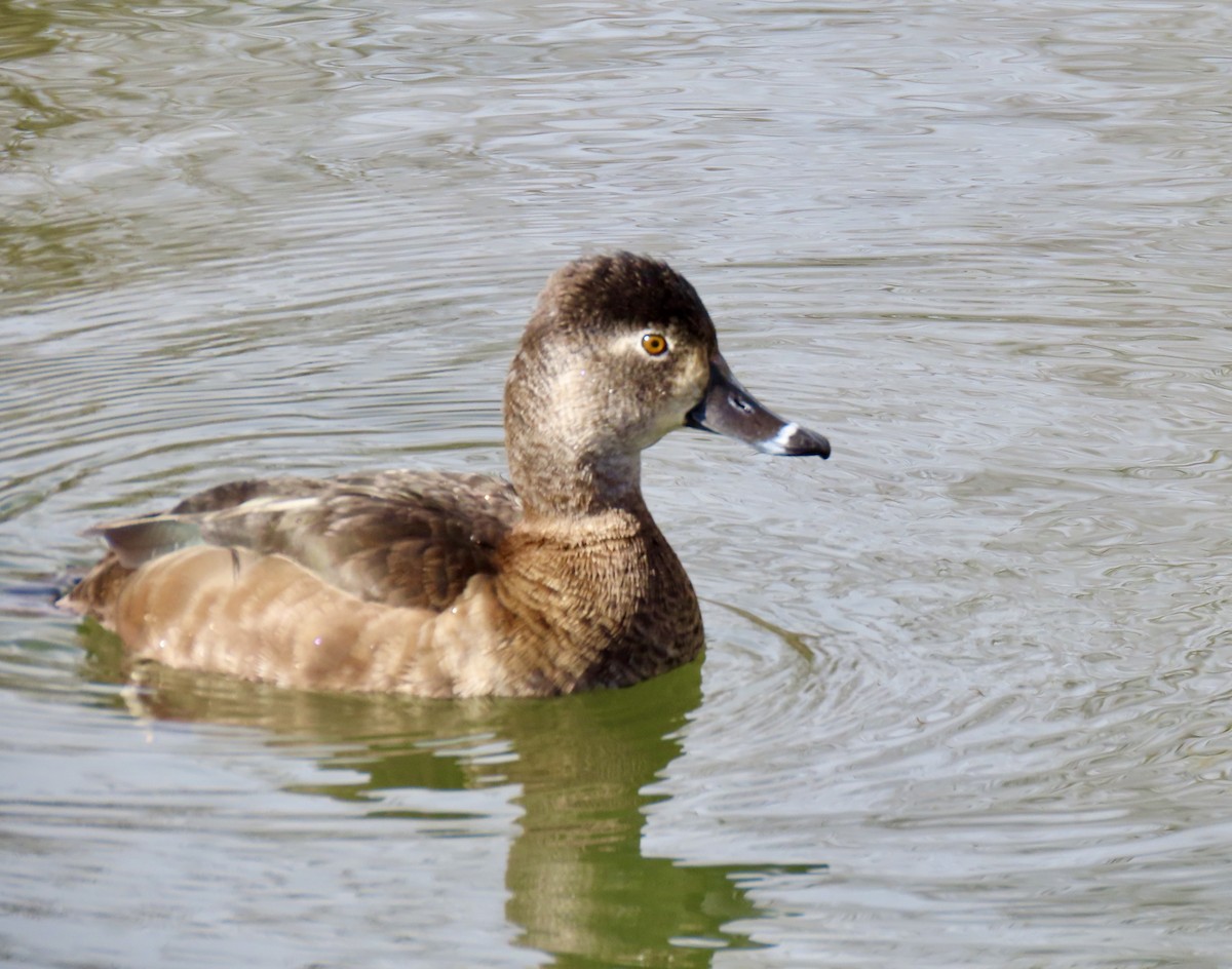 Ring-necked Duck - ML616090883